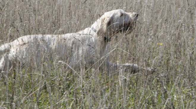 cane da caccia