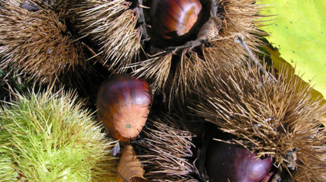 castagne