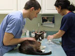 Veterinario