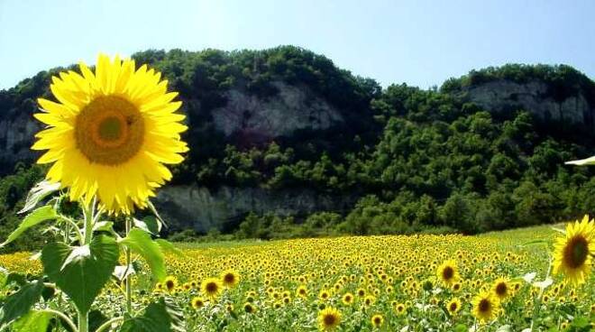 girasoli