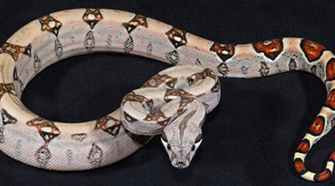 Boa constrictor