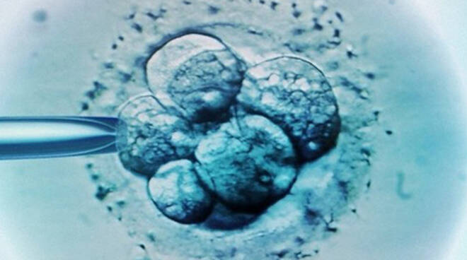 embrione selezione