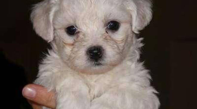 cucciolo maltese