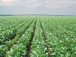 Soy field