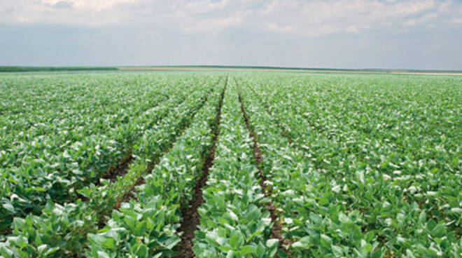 Soy field