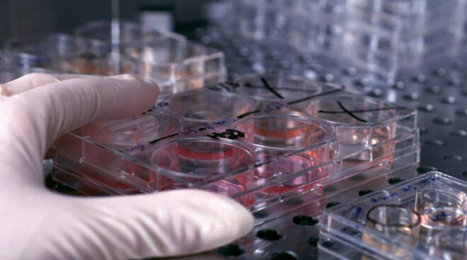 cellule-staminali-laboratorio