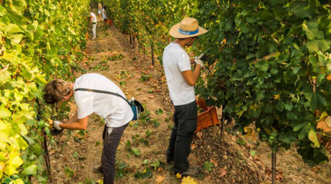 Franciacorta_Vendemmia - PH Fabio Cattabiani 1