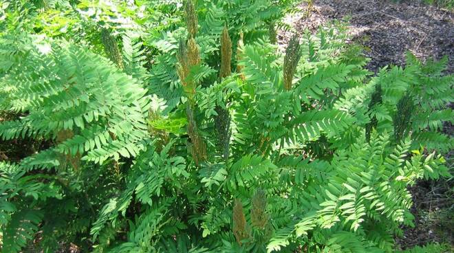 Osmunda_regalis