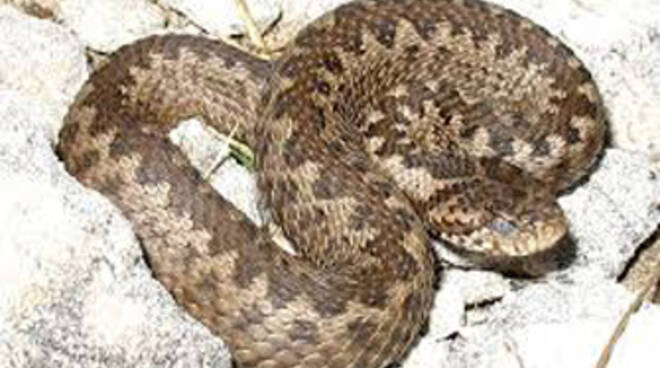 vipera