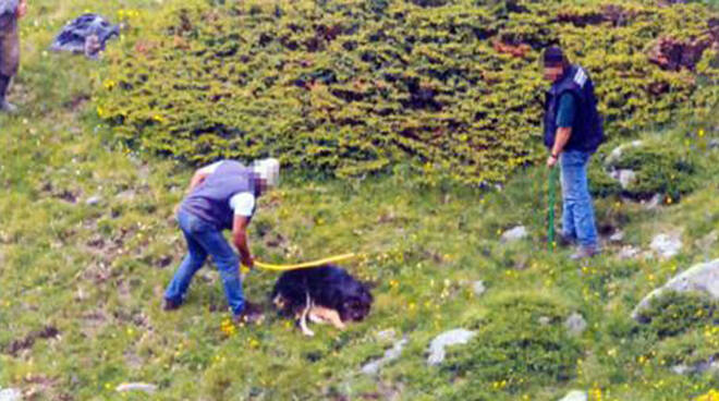 Cane ucciso a bastonate, turista documenta con foto