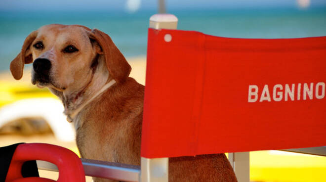 spiagge cani