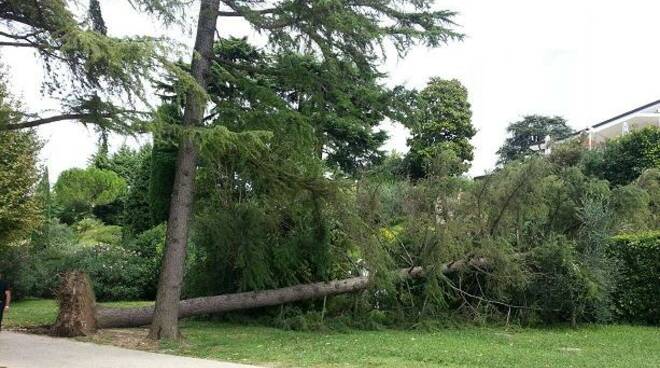 alberi sradicati Garda