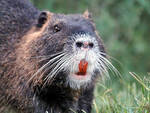 nutria