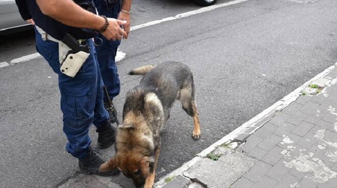 polizia-locale-unità-cinofila