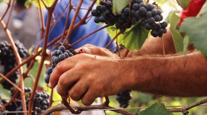 vendemmia-franciacorta-2018