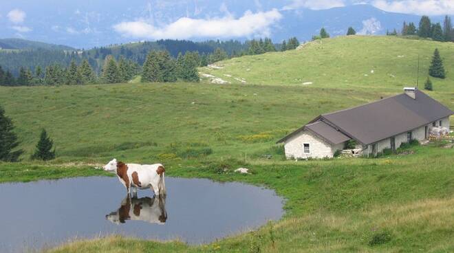 alpe-cimbra-malga