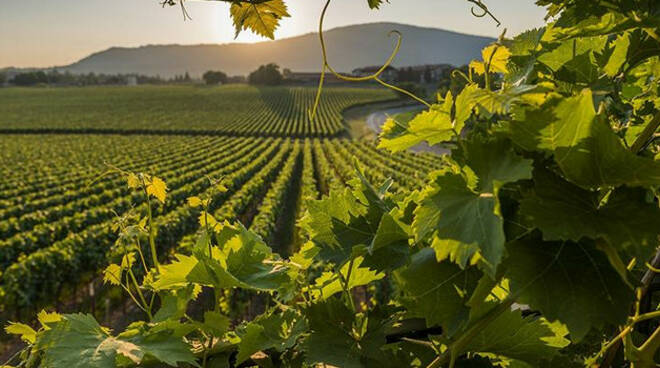 Franciacorta-2027-vigneti