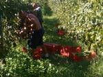 vendemmia-ragazzi-lautari