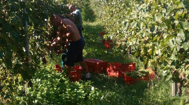 vendemmia-ragazzi-lautari