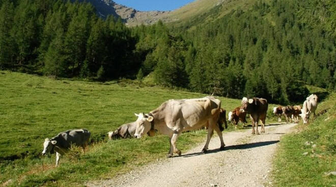 Valcamonica