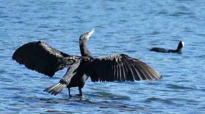 cormorano