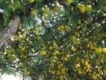 sentiero-dei-limoni-limoneto
