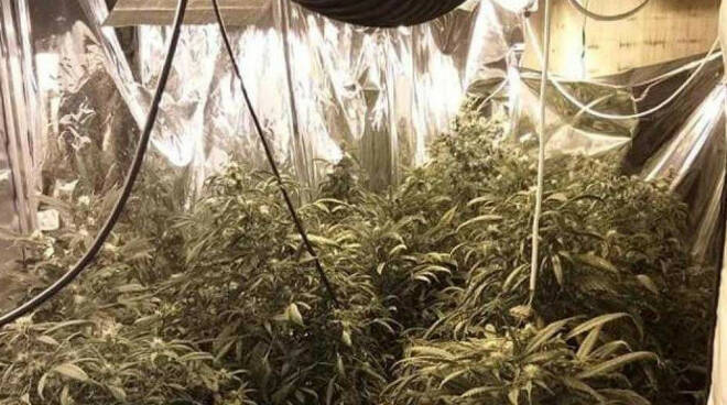 coltiva-cannabis-montichiari-arresto