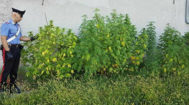 marijuana-piante-casa-remedello-arresto