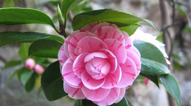 camelia2