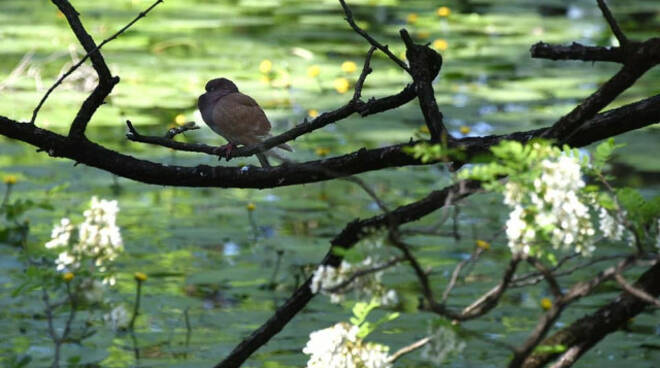 Brescia dal 12 maggio riaprono altri parchi e giardini in città