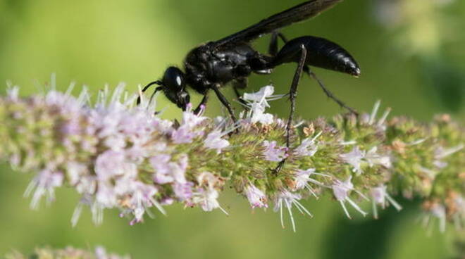 Vespe samurai contro la cimice asiatica che danneggia i raccolti