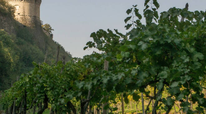 Cazzago colpo della Monte Rossa acquistato il vigneto della Pusterla