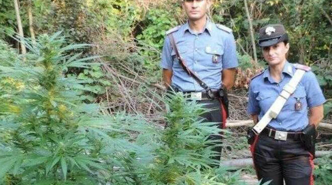 Erbusco marijuana nei boschi del Montorfano Quattro ragazzi denunciati