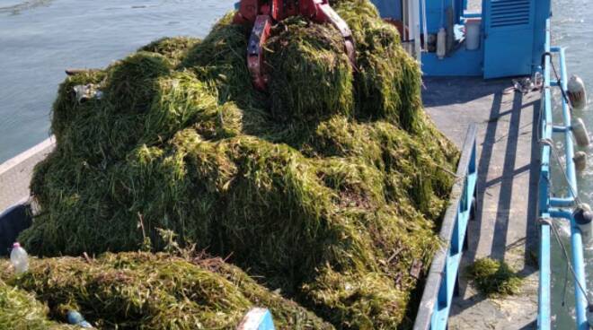 Lago d'Iseo: battello spazzino raccoglie 500 tonnellate di alghe 