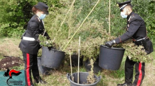 San Felice marijuana illegale vicino alla coltivazione di quella regolare