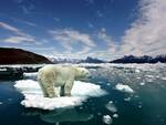 orso polare cambiamenti climatici