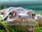 Gli anfibi del monte Guglielmo in un articolo su Biological Conservation