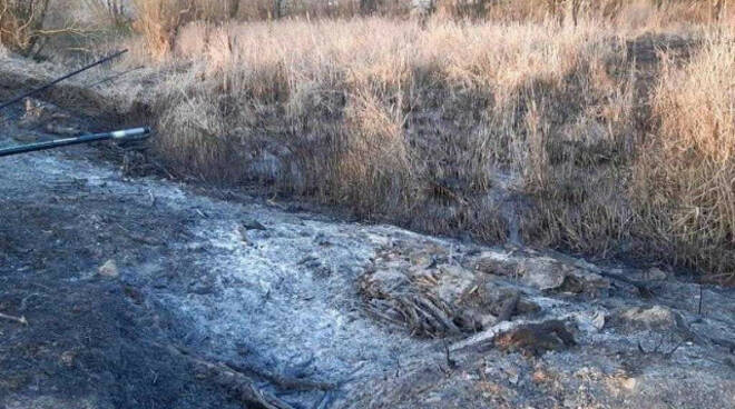 Dello rogo doloso devasta il canneto Legambiente un atto criminale