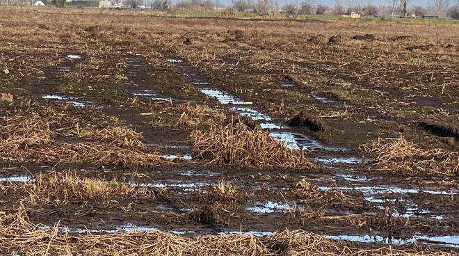 liquami inquinamento agricoltura allevamento