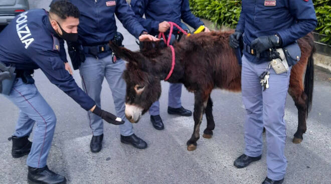 Brescia Polizia recupera un asino che vaga in via Fiorentini