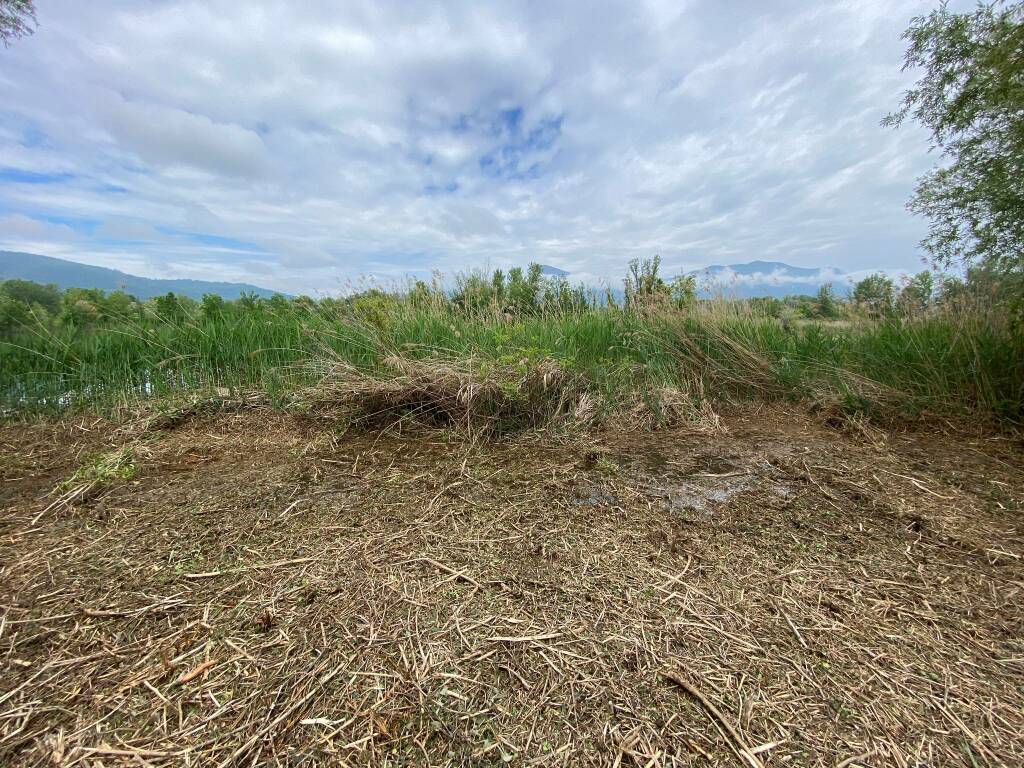 Torbiere Sebino Iseo Provaglio maggio 2021