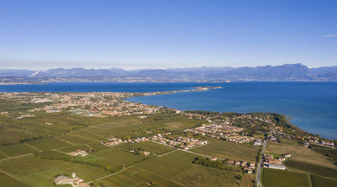 Lugana vite vigneto Garda 