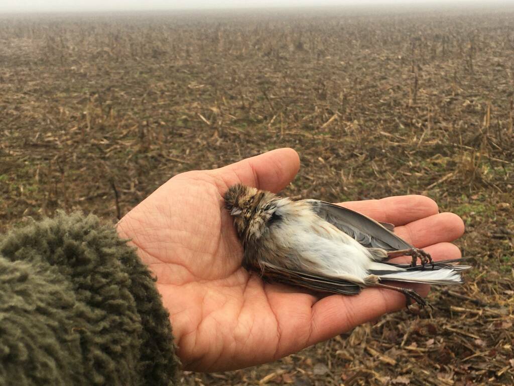 migliarino di palude Dello caccia bracconieri bracconaggio Guardie venatorie Wwf