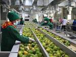 industria agroalimentare agricoltura frutta