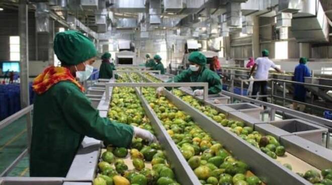 industria agroalimentare agricoltura frutta