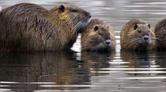 nutria nutrie