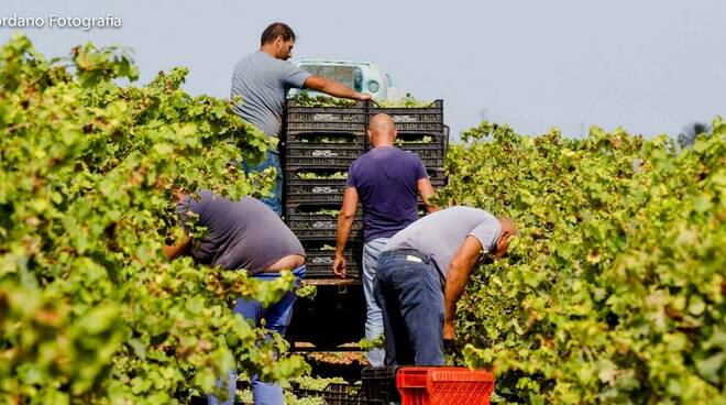 vite vendemmia cooperativa