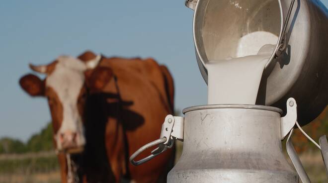 latte mucca montagna