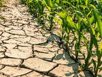 siccità emergenza acqua