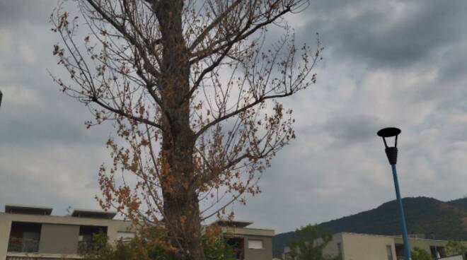 Il forte straordinario caldo e costanti vari stress, in questi giorni il maestoso albero “Pioppo”, di Piazza Dei Popoli del Quartiere Sanpolino ci ha lasciato.